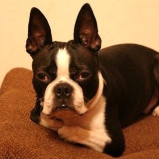 とても愛嬌があります。