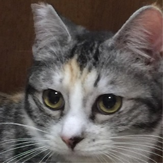 激甘ゴロゴロ三毛のみそらちゃん