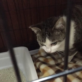 イケメンサバ白のダミアンくん