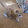 可愛い茶トラの仔猫です。 サムネイル6