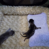 生まれたての仔猫二匹です。 サムネイル3