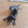 生まれたての仔猫二匹です。 サムネイル4