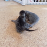 生まれたての仔猫二匹です。 サムネイル5