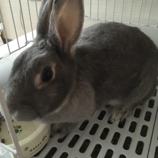 ☆うさぎ 里親 男の子 グレー