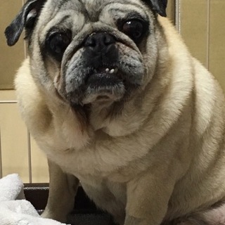 人間大好きパグ