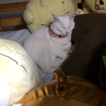 地震直後のしろちゃん