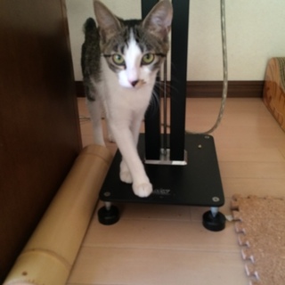 人懐っこい甘えん坊