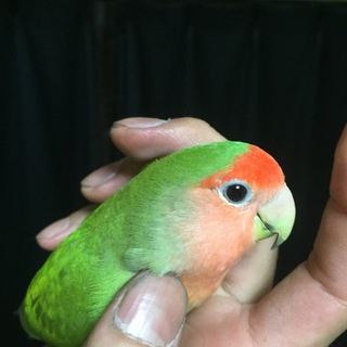 手乗りのコザクラインコ（ノーマル）