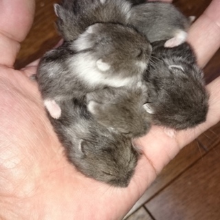 ブラックキャンベルハムスター6匹