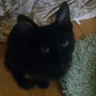 ☆里親決まりました☆甘えん坊な黒猫くん