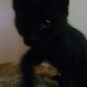 ☆里親決まりました☆甘えん坊な黒猫くん サムネイル2