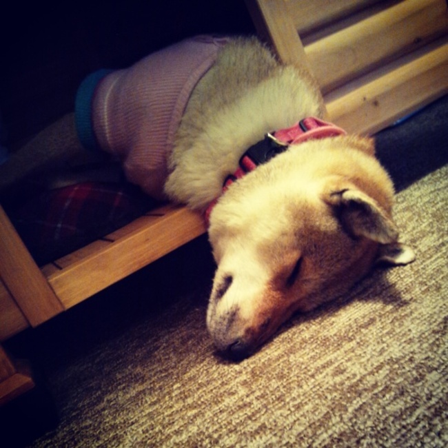 こめうさぎのカバー写真