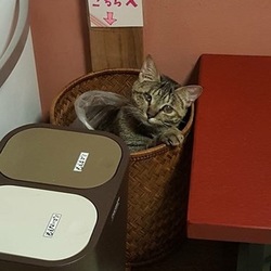 猫の無料相談会 アニマルトレーナーもお答えします！