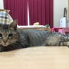 おやつのそらぴこ