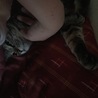 の写真