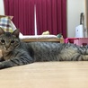 の写真
