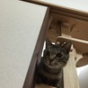 の写真