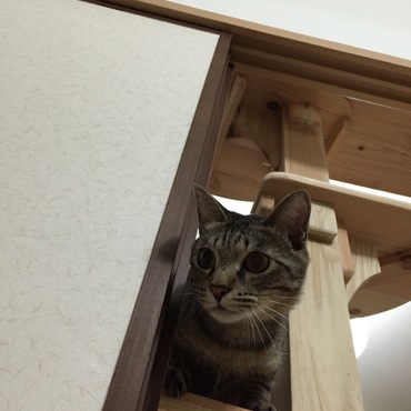 の写真