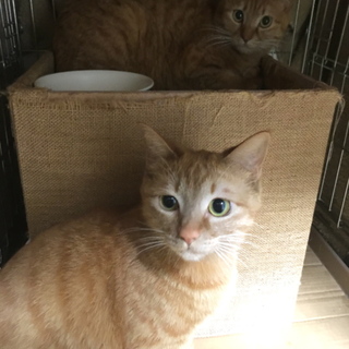 小柄な茶トラ姉妹＊マモン＊里親決定！