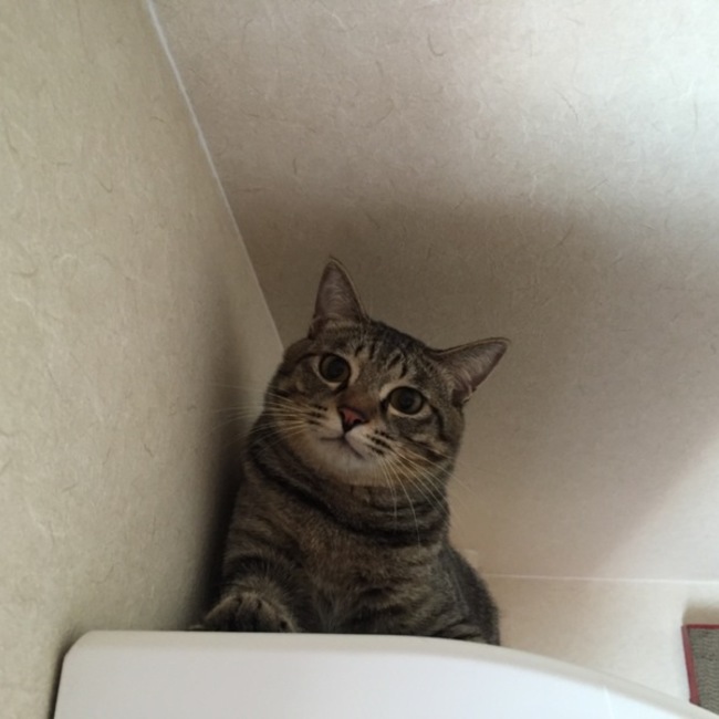 おやつのそらぴこのカバー写真