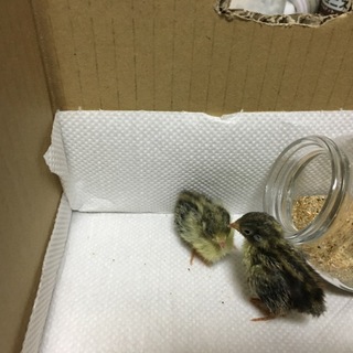 ヒメウズラの里親募集。