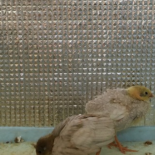 ヒメウズラの里親募集。