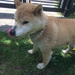 柴犬を保護した