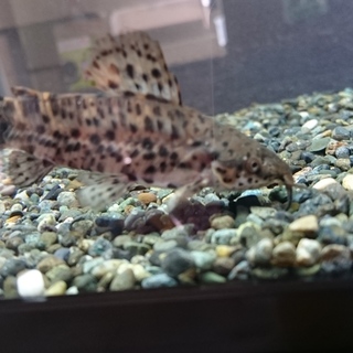 ヨロイナマズ里親募集