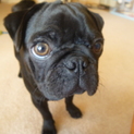 やんちゃな黒パグ