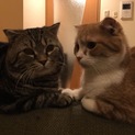 スコティッシュ兄妹