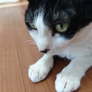 抱っこ大好き、甘え上手な白黒ミミ君。再投稿