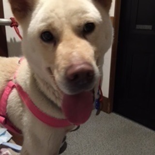 性格温厚、ニコニコ笑顔のラージ君