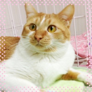 ハンディ・歩夢（あゆ）ちゃん♪10ヶ月くらい