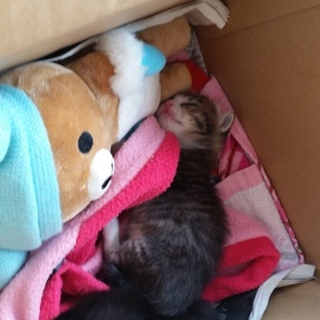 生まれたばかりの子猫２匹