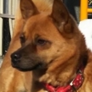 お散歩上手なミックスの女の子