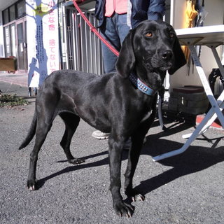 甘え上手にな黒ラブ風の女の子