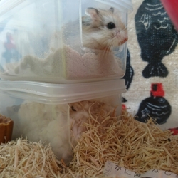 「元気にしています(近況報告です)」サムネイル1