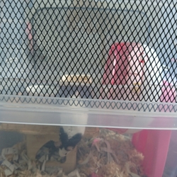 「手作りパンダマウスケージの改良」サムネイル2