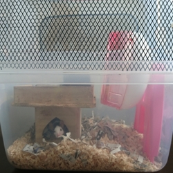 「手作りパンダマウスケージの改良」サムネイル3