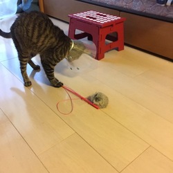 「大人の階段」サムネイル1