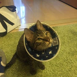 「大人の階段」サムネイル2