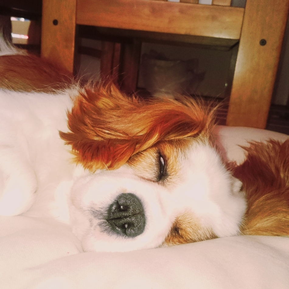 シュシュのカバー写真