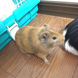 保護モルモットのベビー