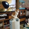 あおいくんのママさん