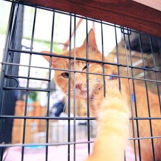 甘えた茶トラ♂！里親募集中！