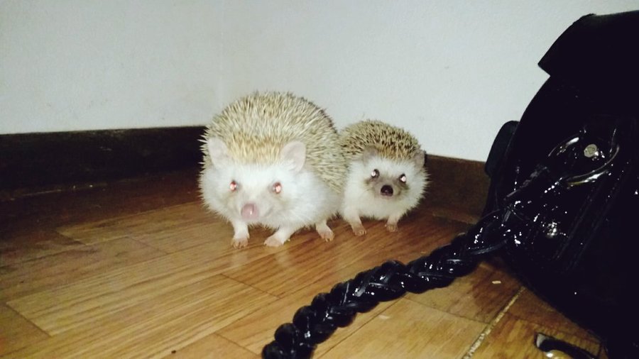 再販！訳あり！！ハリネズミ親子♡ ハリネズミ親子☆2才と1才」京都府 - 小動物の里親募集(105177) 1枚