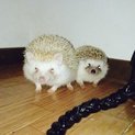 ハリネズミ親子☆２才と１才