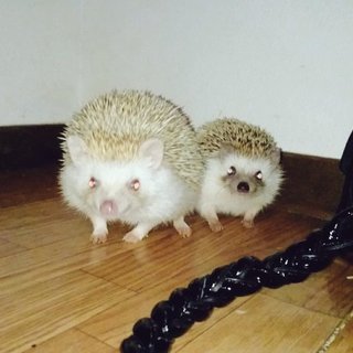 ハリネズミ親子☆２才と１才