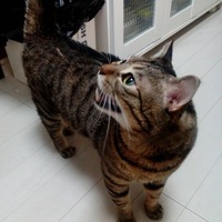 シマ