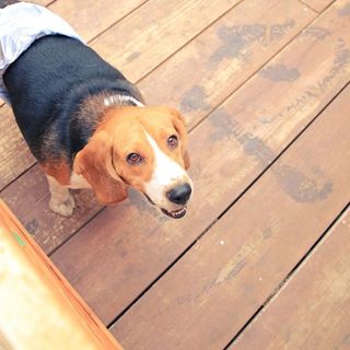 トライアル決定！ビーグルオス